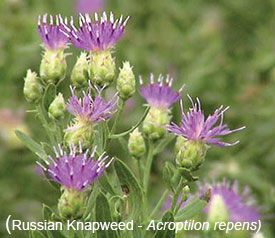 Russian Knapweed - Photo from the Colorado Department of Ag