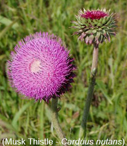 Musk Thistle Flower - Photo from the Department of Ag